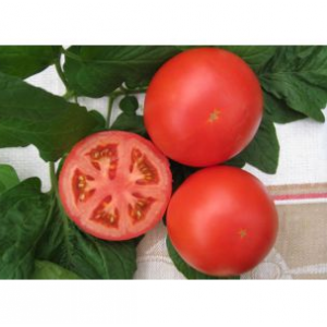 Дантина F1 - томат индетерминантный, 500 семян, Syngenta (Сингента), Голландия  фото, цена